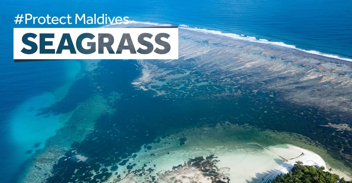 1st March 2024 World Seagrass Day HD Photos